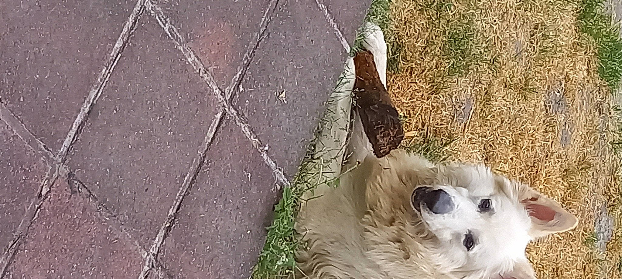 Balto participe au concours pour gagner de l'argent avec cette photo : asphalt, carnivore, cobblestone, companion_dog, concrete, curb, dog, dog_breed, flagstone, flooring, fur, grass, road_surface, shadow, sidewalk, soil, tar, terrestrial_animal, whiskers, wood