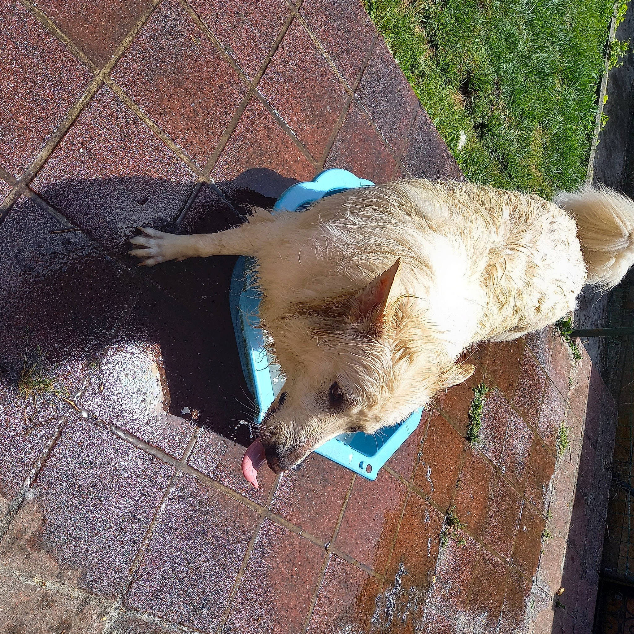 Balto a rejoint le concours — aidez-le/la à gagner de superbes lots ! canidae, carnivore, claw, collar, companion_dog, dog, dog_breed, fawn, felidae, fur, goat, goats, leash, road_surface, small_to_medium_sized_cats, sporting_group, tail, wing, wood, working_animal