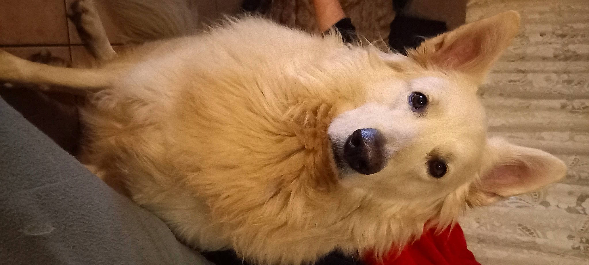 Balto a rejoint le concours — aidez-le/la à gagner de superbes lots ! canidae, carnivore, companion_dog, dog, dog_breed, dog_supply, eye, fawn, fur, non_sporting_group, paw, pet_supply, puppy, small_greek_domestic_dog, snout, sporting_group, terrestrial_animal, toy_dog, whiskers, working_animal