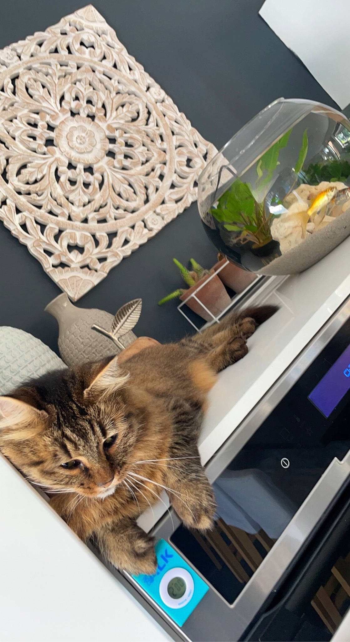 Cancun a rejoint le concours — aidez-le/la à gagner de superbes lots ! cat, doily, domestic_short_haired_cat, fashion_accessory, fawn, feather, felidae, fur, houseplant, linens, motif, pattern, room, shelf, small_to_medium_sized_cats, table, tail, visual_arts, whiskers, wood