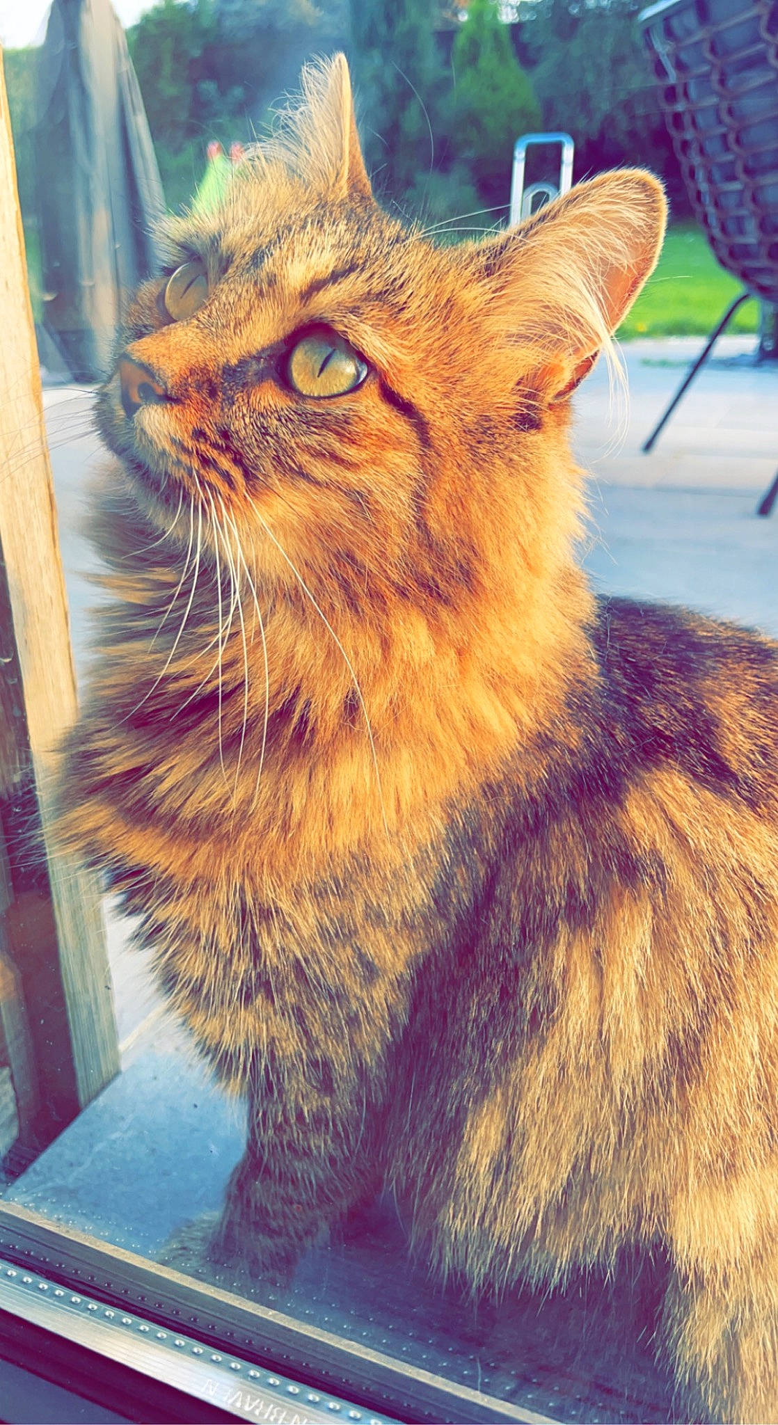Cancun participe au concours pour gagner de l'argent avec cette photo : carnivore, cat, chair, claw, domestic_short_haired_cat, fawn, felidae, flooring, fur, maine_coon, metal, paw, small_to_medium_sized_cats, snout, tail, terrestrial_animal, whiskers, wildlife, window, wood
