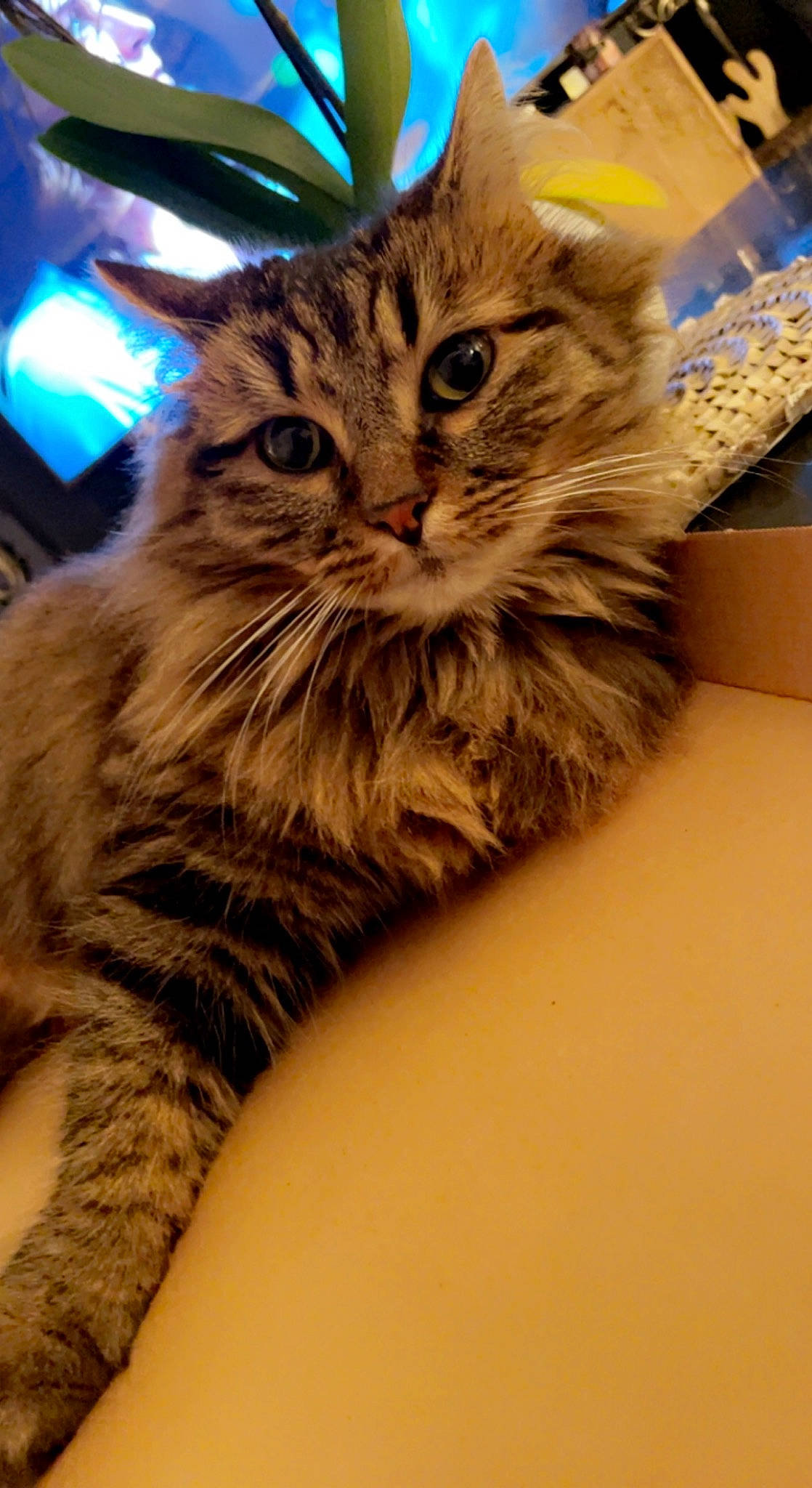 Cancun participe au concours pour gagner de l'argent avec cette photo : box, british_longhair, carnivore, cat, claw, close_up, domestic_short_haired_cat, fawn, felidae, fur, paw, shipping_box, siberian, small_to_medium_sized_cats, snout, tail, terrestrial_animal, whiskers