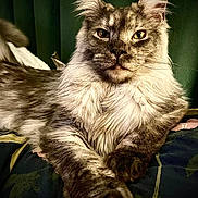 Coco participe au concours pour gagner de l'argent avec cette photo : cat, maine_coon, pet, feline, fur, long_hair, animal, portrait, indoors, resting, looking_at_camera, whiskers, ears, paw, bed, blanket, close_up, domestic_cat, mammal, cute