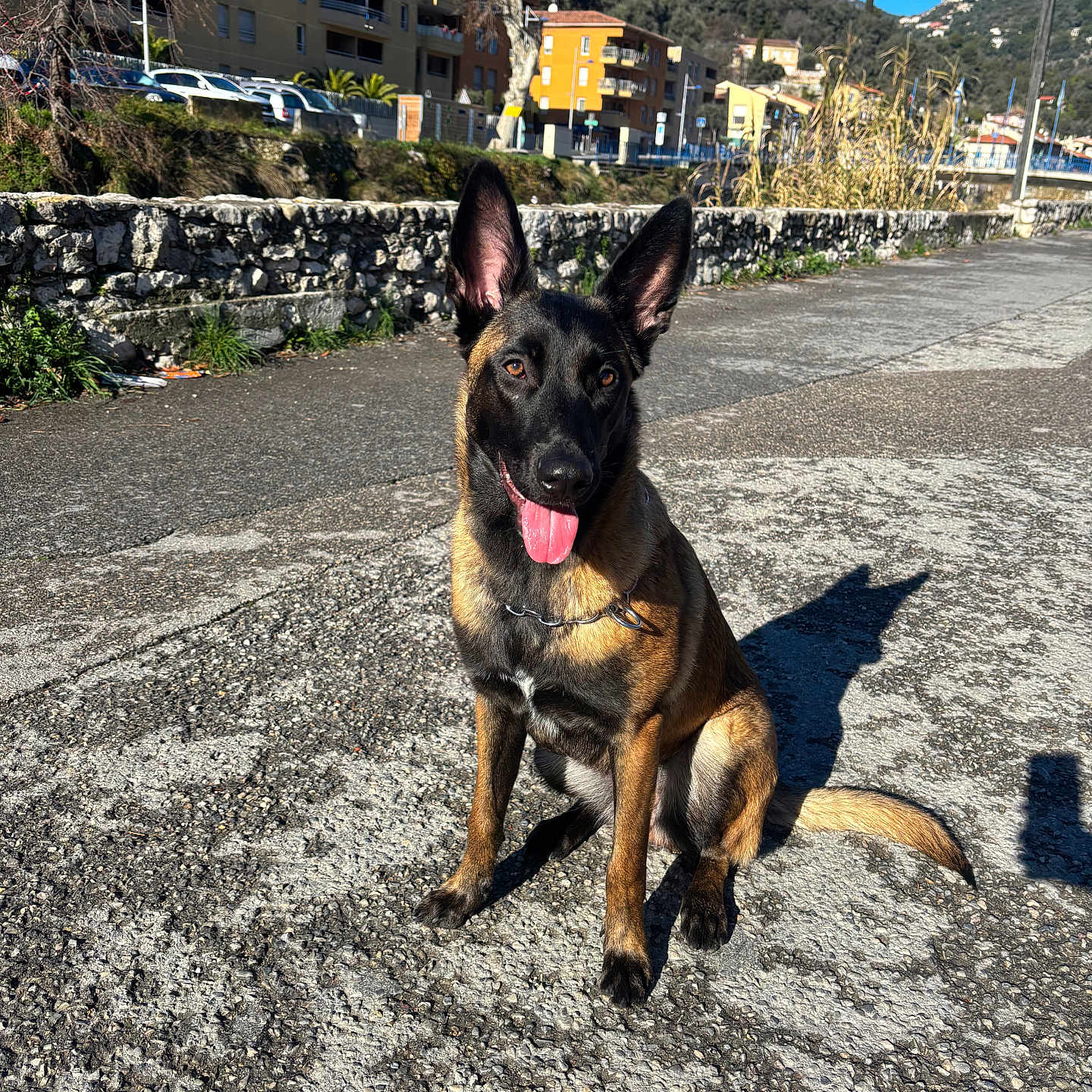 Neika a rejoint le concours — aidez-le/la à gagner de superbes lots ! accessories, animal, bulldog, canine, car, cobblestone, dog, flagstone, germanshepherd, gravel, path, pet, policedog, puppy, road, slate, strap, transportation, vehicle, walkway