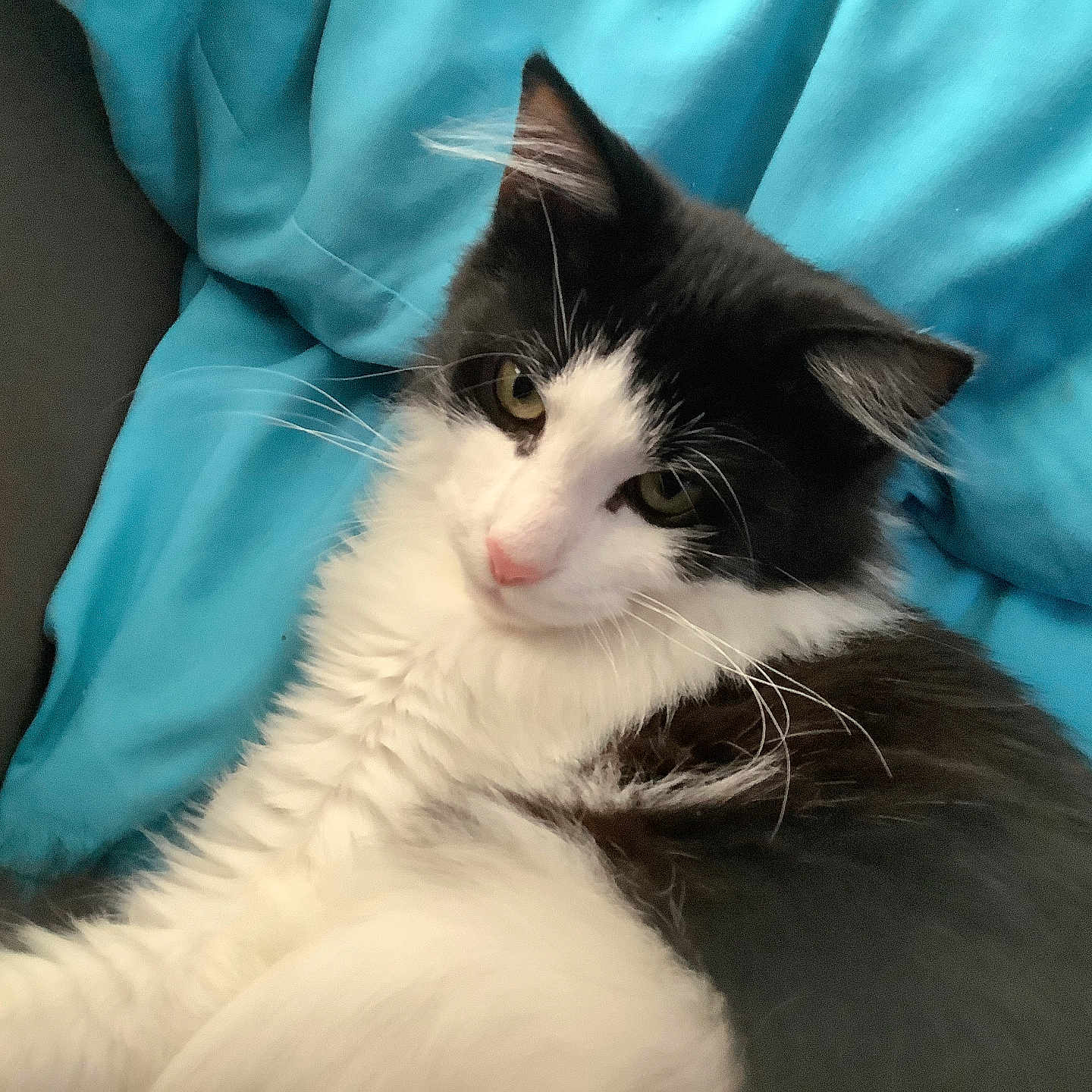 Booboo is registered to the contest to win money with this photo: cat, black_and_white, fluffy, pet, animal, indoor, blanket, blue, relaxed, fur, whiskers, cute, lying_down, cozy, domestic, mammal, resting, soft, pink_nose, eyes