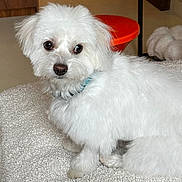 Ginette participe au concours pour gagner de l'argent avec cette photo : animal, black_nose, blue_collar, brown_eyes, carpet, close_up, collar, cute, dog, fluffy, home, indoor, long_hair, orange_stool, pet, portrait, sitting, small_dog, white_dog, white_fur