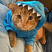 Loki is registered to the contest to win money with this photo: cat, orange_tabby, hoodie, blue_clothing, costume, pet, animal, cute, indoor, feline, whiskers, paws, relaxed, soft_texture, human_arm, closeup, portrait, cozy, looking_at_camera, shark_hood
