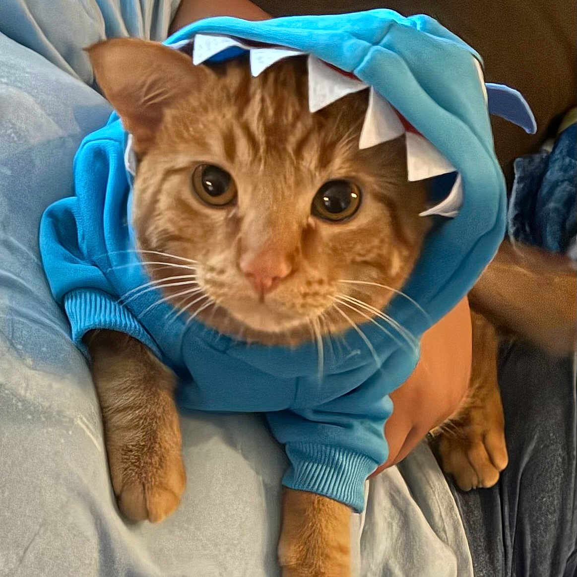 Loki is registered to the contest to win money with this photo: animal, blue_clothing, cat, closeup, costume, cozy, cute, feline, hoodie, human_arm, indoor, looking_at_camera, orange_tabby, paws, pet, portrait, relaxed, shark_hood, soft_texture, whiskers