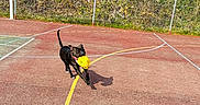 Loki a rejoint le concours — aidez-le/la à gagner de superbes lots ! active, animal, black_dog, canine, chain_link_fence, collar, court, daylight, dog, fun, grass, outdoor, pet, playing, recreation, running, shadow, sport, sunny, yellow_ball