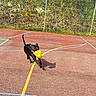 active, animal, black_dog, canine, chain_link_fence, collar, court, daylight, dog, fun, grass, outdoor, pet, playing, recreation, running, shadow, sport, sunny, yellow_ball