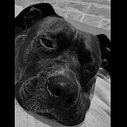 Loki a rejoint le concours — aidez-le/la à gagner de superbes lots ! animal, black_and_white, calm, close_up, dog, ears, face, furry, indoor, lying_down, monochrome, nose, pet, portrait, relaxed, resting, sleepy, stone_wall, texture, whiskers