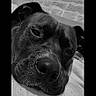 animal, black_and_white, calm, close_up, dog, ears, face, furry, indoor, lying_down, monochrome, nose, pet, portrait, relaxed, resting, sleepy, stone_wall, texture, whiskers