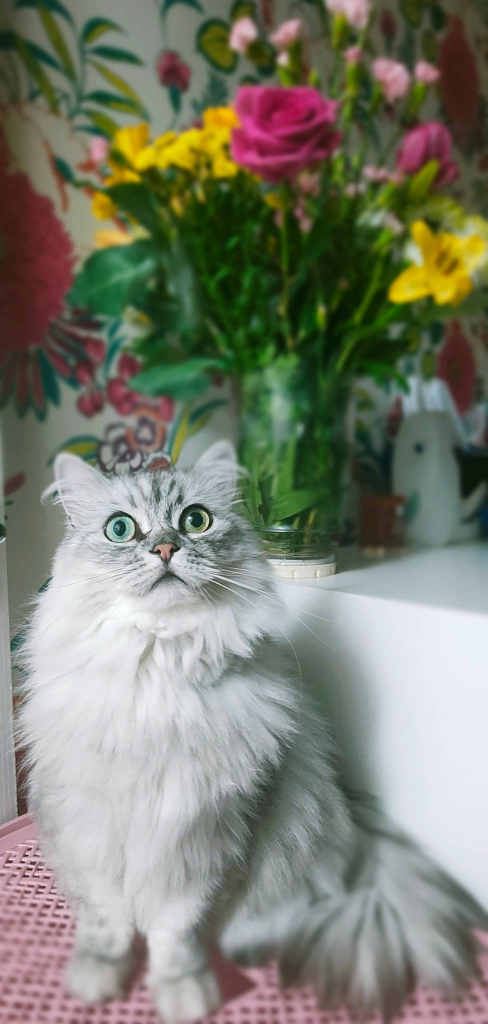 Crystal joined the competition — help win amazing prizes! annual_plant, carnivore, cat, cut_flowers, event, fawn, felidae, flower, flower_arranging, flowering_plant, flowerpot, fur, grass, petal, plant, small_to_medium_sized_cats, snout, tail, whiskers, window