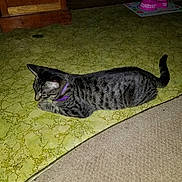 Blair joined the competition — help win amazing prizes! cat, tabby, purple_collar, floor, linoleum, carpet, pet_bowl, indoor, feline, striped, animal, relaxed, resting, side_view, domestic_cat, curious, quiet, home, pet, mammal