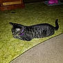 cat, tabby, purple_collar, floor, linoleum, carpet, pet_bowl, indoor, feline, striped, animal, relaxed, resting, side_view, domestic_cat, curious, quiet, home, pet, mammal