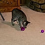 Blair is registered to the contest to win money with this photo: cat, tabby_cat, playing, purple_ball, carpet, indoor, wooden_cabinet, stone_fireplace, gift_bag, furniture, pet, animal, curious, floor, home, cozy, domestic, toy, tabby, kitten
