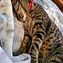 Blair is registered to the contest to win money with this photo: cat, tabby, sleeping, collar, red_bow, pet, feline, fur, whiskers, paws, blanket, soft, cozy, indoor, resting, closeup, striped, animal, comfort, nap