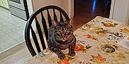 Blair joined the competition — help win amazing prizes! cat, tabby_cat, table, tablecloth, chair, kitchen, indoor, autumn, pumpkin_pattern, leaf_pattern, furniture, home, domestic_animal, pet, animal, curious, sitting, looking, cozy, colorful