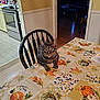 cat, tabby_cat, table, tablecloth, chair, kitchen, indoor, autumn, pumpkin_pattern, leaf_pattern, furniture, home, domestic_animal, pet, animal, curious, sitting, looking, cozy, colorful