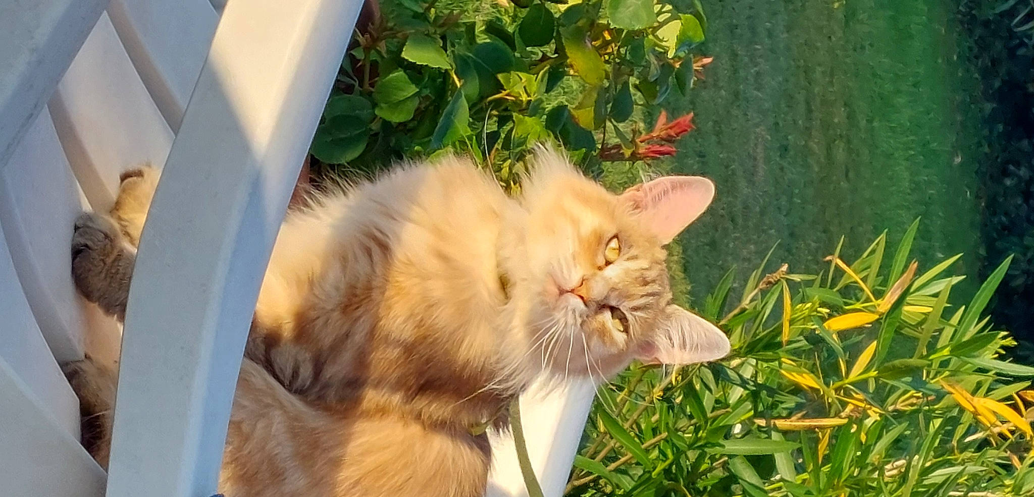 Tigibus participe au concours pour gagner de l'argent avec cette photo : carnivore, cat, claw, domestic_short_haired_cat, fawn, felidae, fur, grass, herbaceous_plant, paw, plant, shrub, small_to_medium_sized_cats, snout, tail, tree, whiskers, wildlife