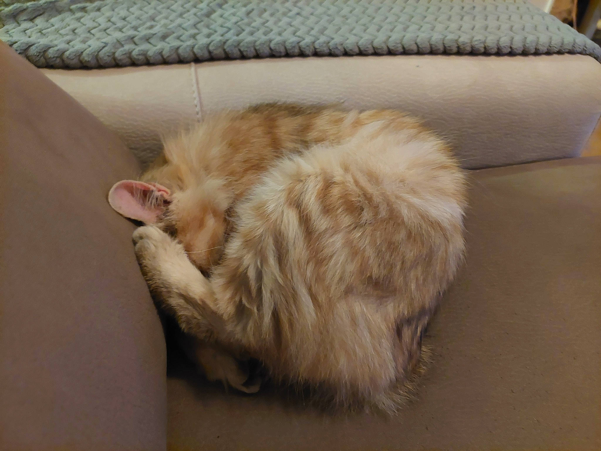 Tigibus a rejoint le concours — aidez-le/la à gagner de superbes lots ! canidae, carnivore, cat, claw, comfort, companion_dog, couch, dog_breed, felidae, flooring, foot, fur, hardwood, liver, paw, small_to_medium_sized_cats, tail, whiskers, wood, working_animal