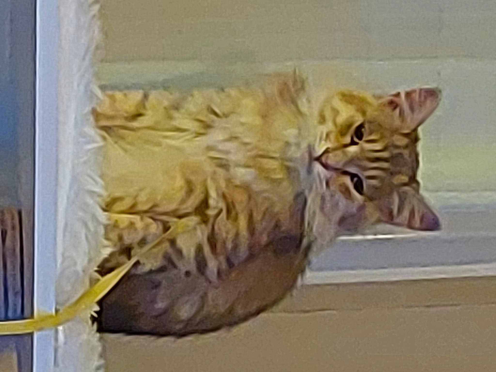 Tigibus a rejoint le concours — aidez-le/la à gagner de superbes lots ! art, carnivore, cat, claw, domestic_short_haired_cat, fawn, felidae, fur, paw, small_to_medium_sized_cats, tail, terrestrial_animal, vehicle, whiskers, wood