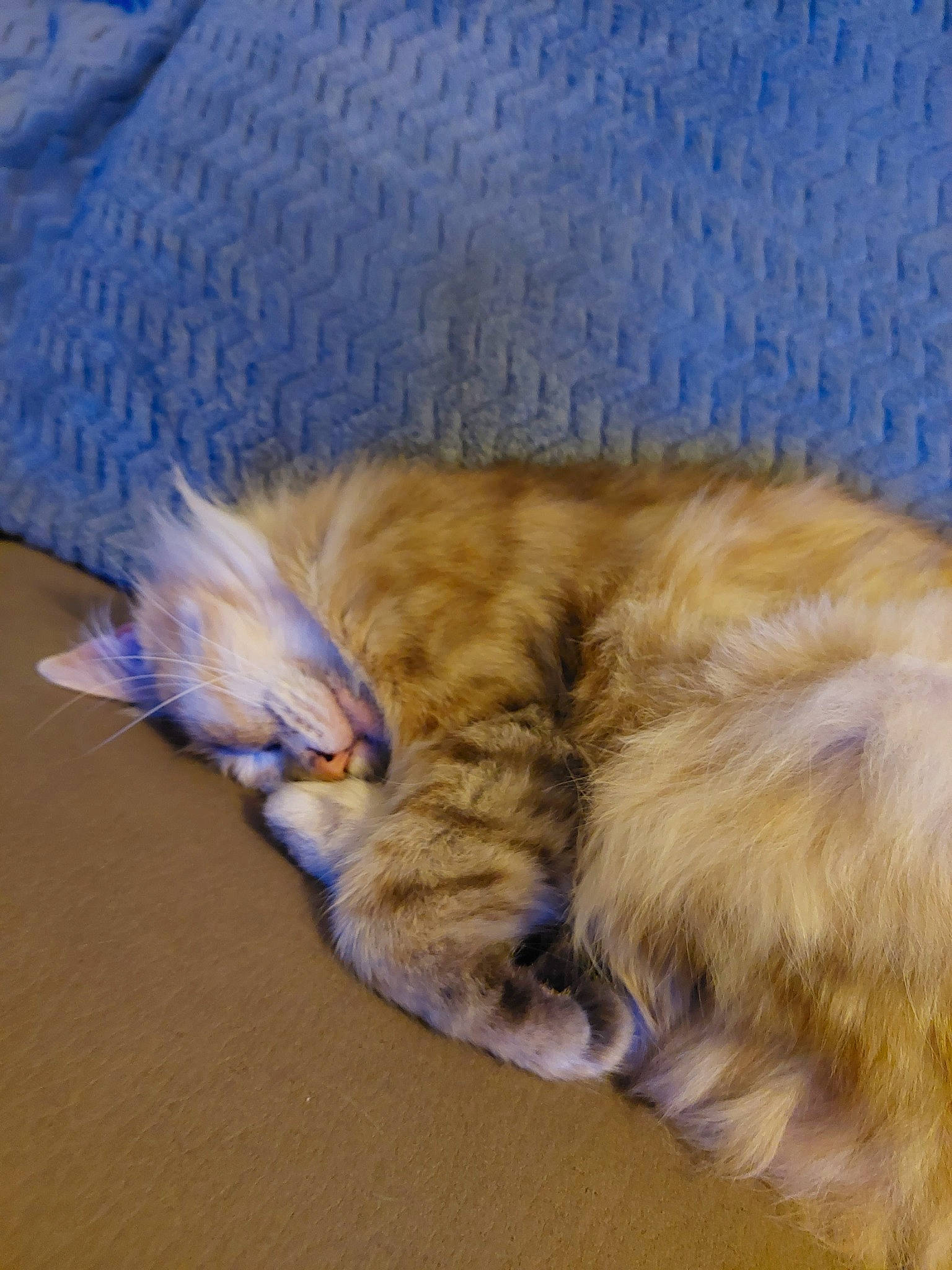 Tigibus a rejoint le concours — aidez-le/la à gagner de superbes lots ! carnivore, cat, claw, comfort, domestic_short_haired_cat, electric_blue, fawn, felidae, flooring, fur, nap, paw, sleep, small_to_medium_sized_cats, snout, tail, terrestrial_animal, textile, whiskers, wood