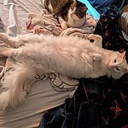Phantom is registered to the contest to win money with this photo: animal, bed, blanket, cat, comfort, cozy, cute, domestic_animal, feline, fur, indoor, laying_down, pet, relaxed, resting, sleepy, soft_light, tabby_cat, two_cats, white_cat