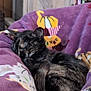 Sylvie is registered to the contest to win money with this photo: animal, blanket, calm, cat, comfort, cozy, cute, domestic, fur, furniture, illustration, indoor, pattern, pet, purple, relaxation, resting, sleeping, soft, tortoiseshell