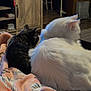 Sylvie joined the competition — help win amazing prizes! animal, blanket, cat, cats, companion, cozy, cute, dark_cat, domestic, fur, furniture, home, indoor, living_room, pets, relaxing, resting, snuggling, soft, white_cat