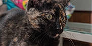 Sylvie joined the competition — help win amazing prizes! animal, blurred_background, cat, close_up, colorful, cozy, cute, domestic, eyes, feline, fur, home, indoor, pet, portrait, relaxed, resting, soft_surface, tortoiseshell, whiskers