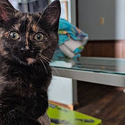 Sylvie joined the competition — help win amazing prizes! animal, background, cat, closeup, couch, cozy, curious, ears, face, feline, fur, home, indoor, kitten, looking, paw, pet, soft_light, tortoiseshell, whiskers
