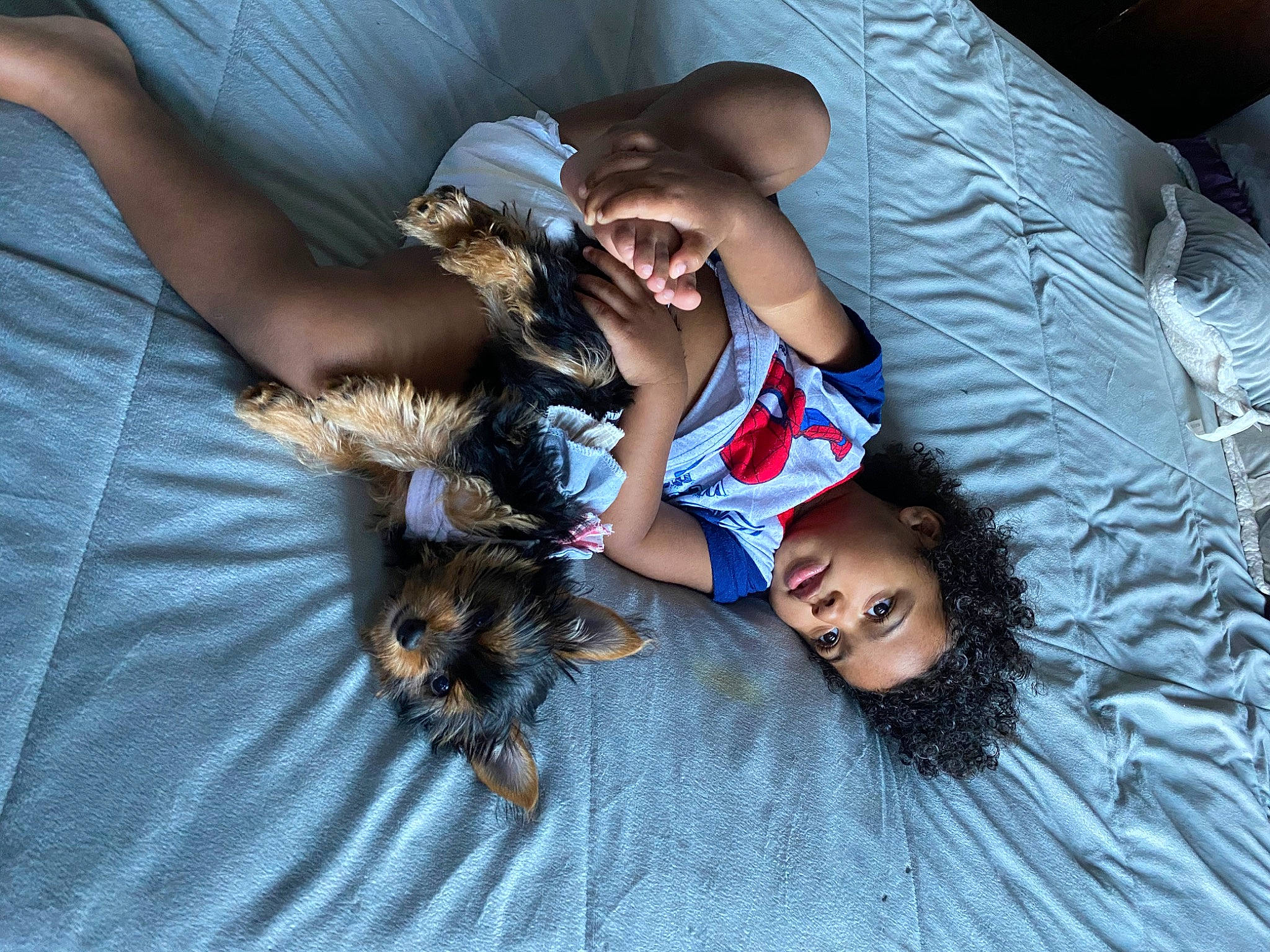 Keia joined the competition — help win amazing prizes! australian_silky_terrier, canidae, carnivore, child, companion_dog, dog, dog_breed, fawn, fun, puppy, small_terrier, smile, terrier, toy_dog, yorkshire_terrier