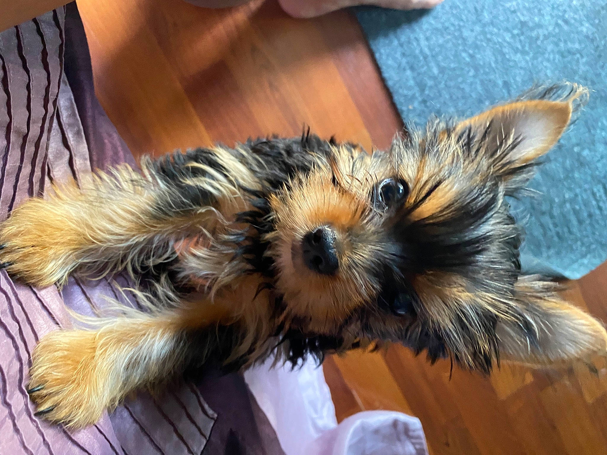 Keia is registered to the contest to win money with this photo: australian_silky_terrier, australian_terrier, canidae, carnivore, companion_dog, dog, dog_breed, fawn, mammal, morkie, norwich_terrier, puppy, rare_breed_dog, skin, small_terrier, snout, terrier, toy_dog, yorkipoo, yorkshire_terrier