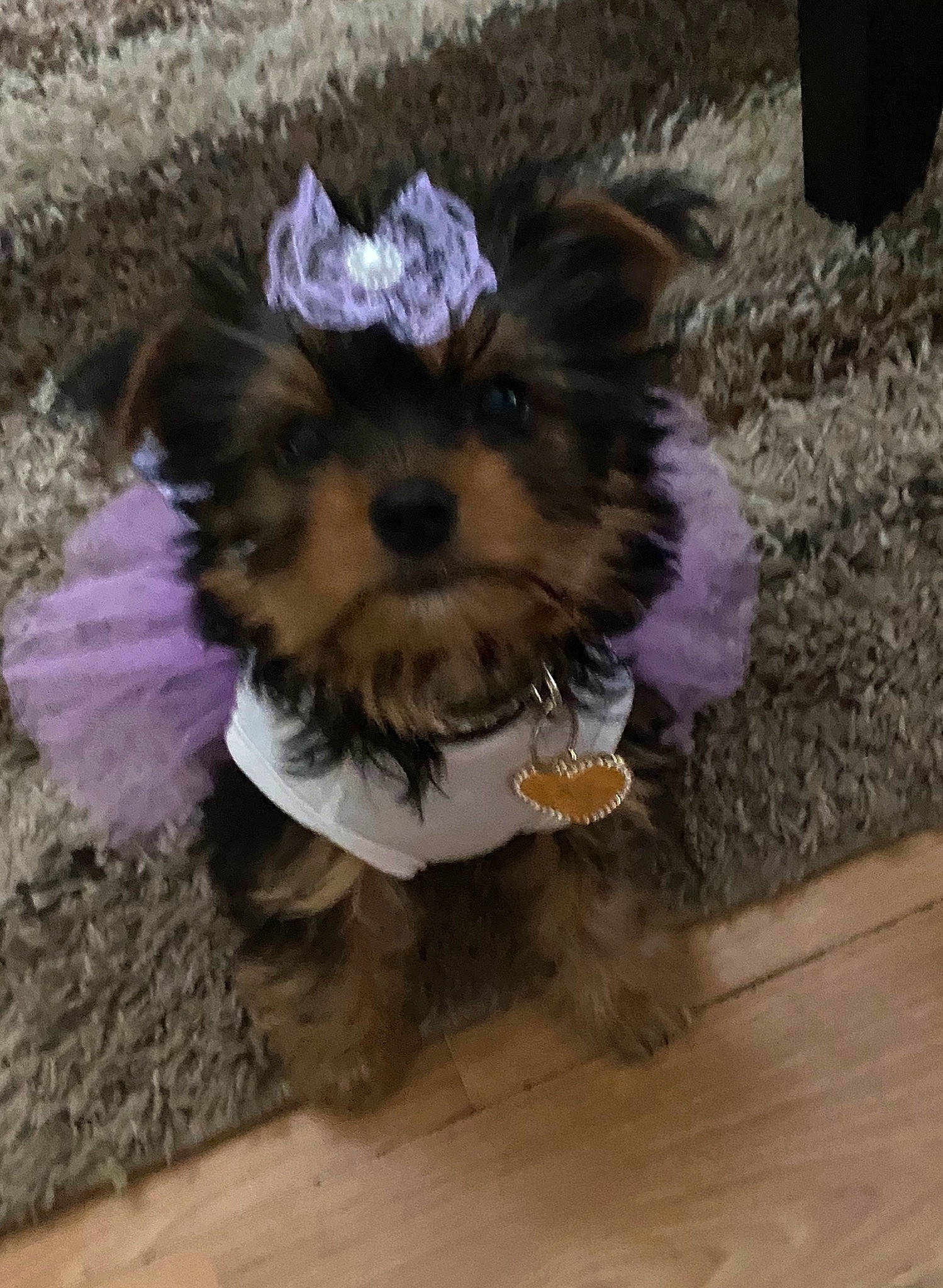 Keia is registered to the contest to win money with this photo: australian_silky_terrier, biewer_terrier, canidae, carnivore, chinese_imperial_dog, companion_dog, dog, dog_breed, dog_clothes, maltepoo, mammal, morkie, puppy, schnoodle, small_terrier, snout, terrier, toy_dog, yorkipoo, yorkshire_terrier