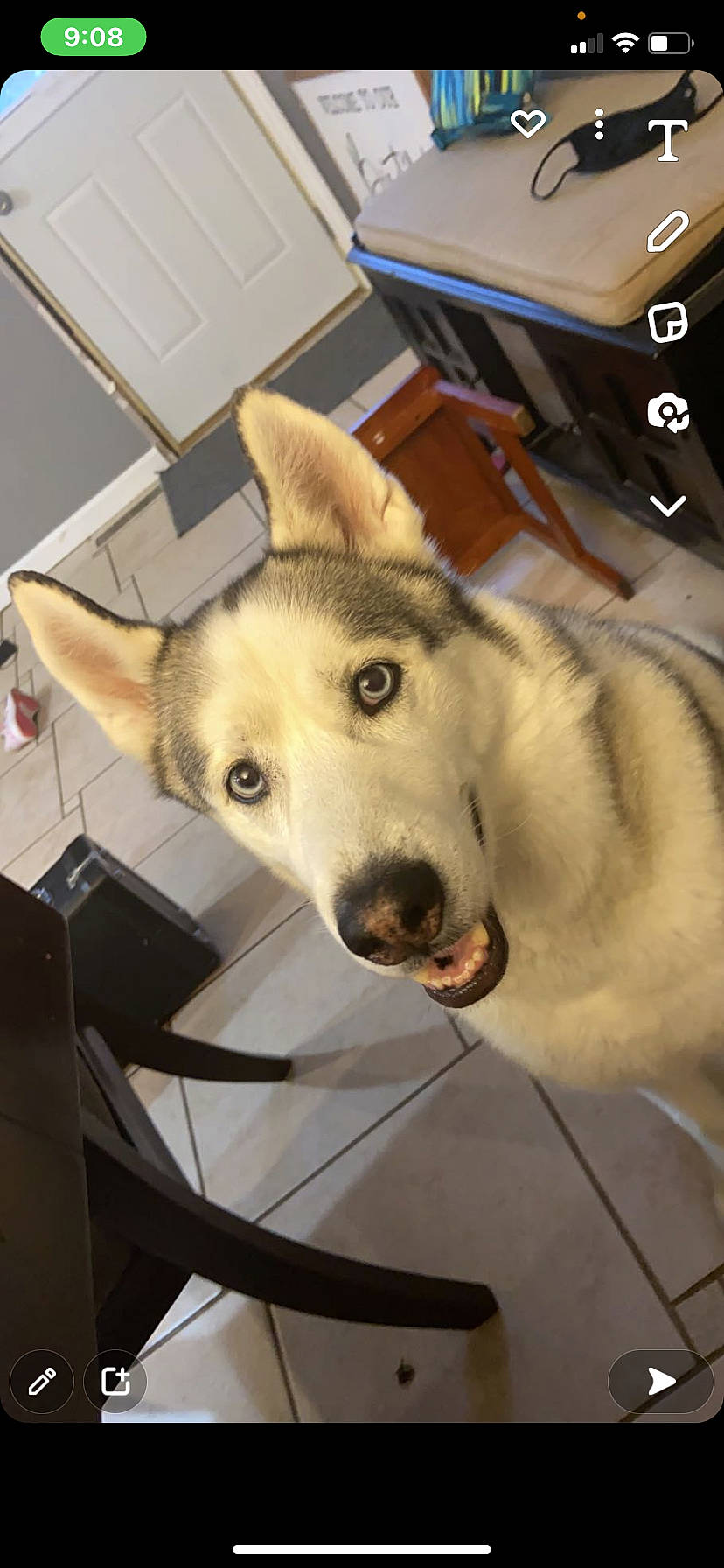 Nero joined the competition — help win amazing prizes! box, canidae, canis, carnivore, companion_dog, dog, dog_breed, flooring, fur, jaw, non_sporting_group, room, siberian_husky, sled_dog, snout, sporting_group, wolf, working_animal, working_dog