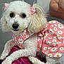 dog, poodle, white_dog, pet, pink_dress, daisy_pattern, bow, cute, fluffy, animal, indoor, resting, portrait, furry, fashion, domestic_animal, close_up, looking_at_camera, companion, cozy