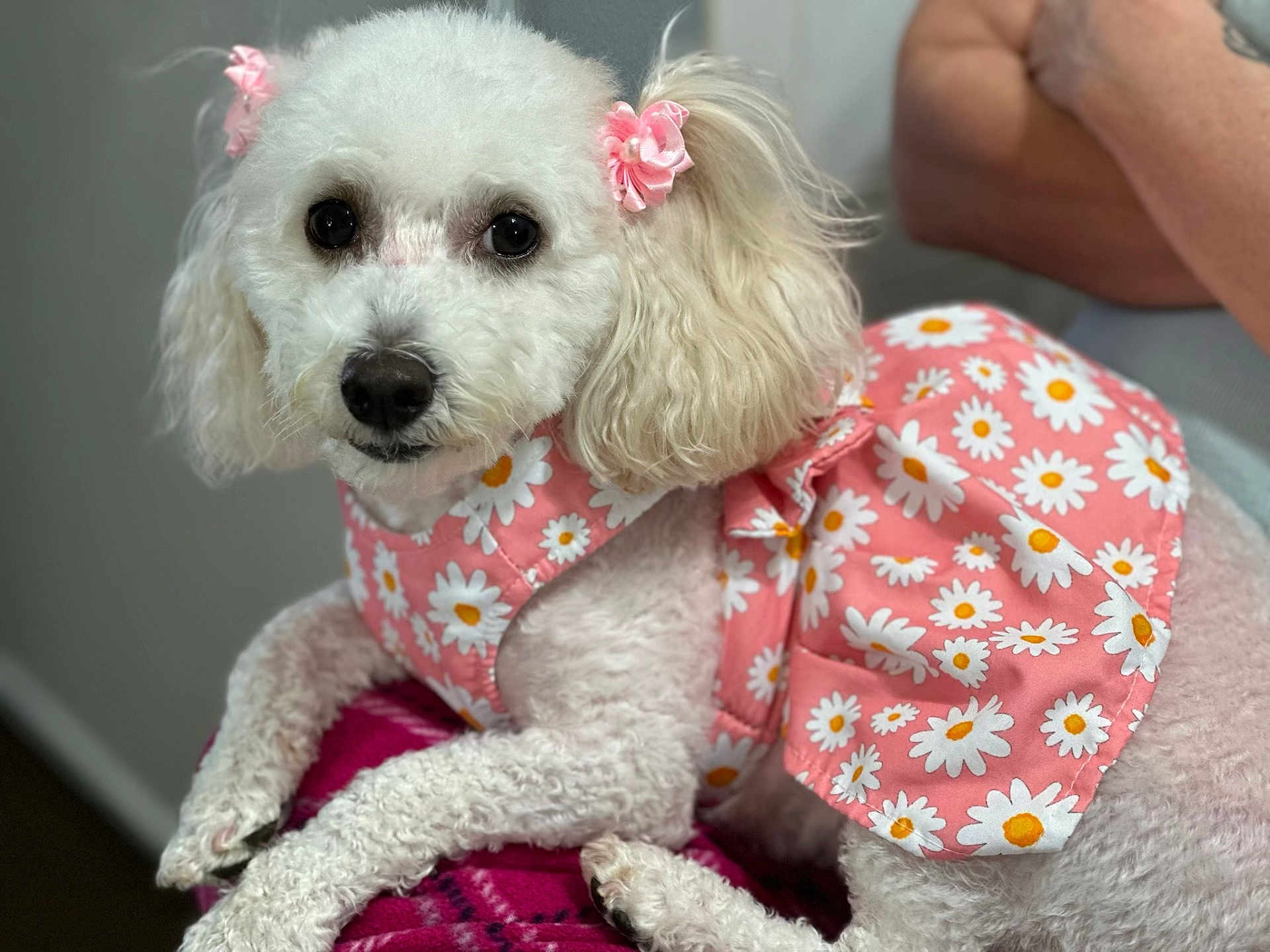 Bella Snow is registered to the contest to win money with this photo: dog, poodle, white_dog, pet, pink_dress, daisy_pattern, bow, cute, fluffy, animal, indoor, resting, portrait, furry, fashion, domestic_animal, close_up, looking_at_camera, companion, cozy