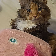 Britches is registered to the contest to win money with this photo: animal, cat, comfort, cozy, cute, domestic_cat, ears, face, fluffy, fur, home, indoor, looking, pet_blanket, pink, relaxed, resting, soft_texture, whiskers, white_pillow