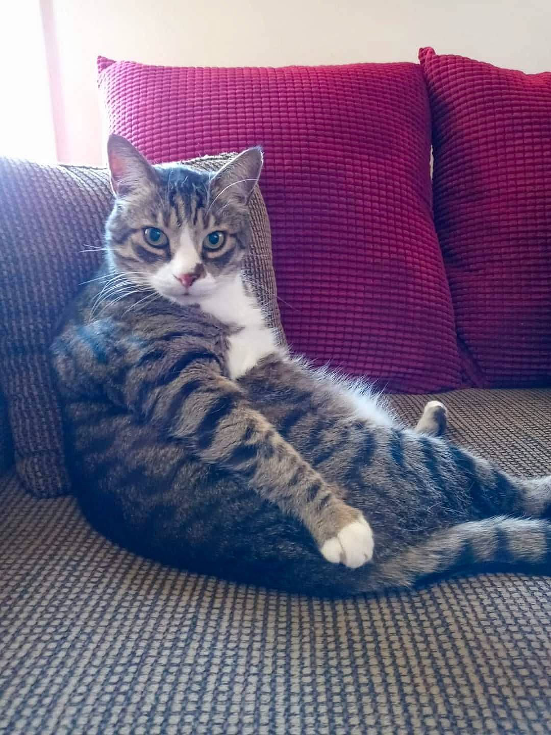 Joey is registered to the contest to win money with this photo: carnivore, cat, comfort, couch, domestic_short_haired_cat, felidae, flooring, foot, fur, grey, hardwood, head, paw, sitting, small_to_medium_sized_cats, snout, tail, throw_pillow, whiskers, wood