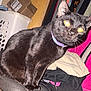 animal, background, black_cat, cat, close_up, clothes, curious, domestic_animal, feline, fur, household, indoor, laundry_basket, pet, pet_accessory, portrait, purple_collar, sitting, whiskers, yellow_eyes