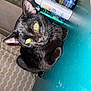 animal, background, black_cat, bottles, cat, closeup, containers, curious, curtain, domestic_cat, ears, feline, fur, home, indoor, pet, resting, teal_surface, whiskers, yellow_eyes
