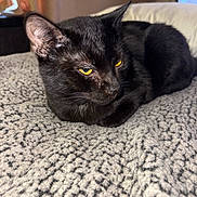 Pussington is registered to the contest to win money with this photo: animal, black_cat, blanket, cat, close_up, cozy, cute, domestic_cat, feline, fur, indoor, lying_down, pet, portrait, relaxed, resting, soft_texture, whiskers, window_light, yellow_eyes