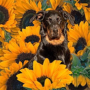 Freyja participe au concours pour gagner de l'argent avec cette photo : dog, sunflower, flower, nature, animal, pet, black, tan, outdoor, plant, flora, portrait, canine, garden, summer, bright, colorful, leaf, closeup, sitting