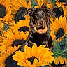 dog, sunflower, flower, nature, animal, pet, black, tan, outdoor, plant, flora, portrait, canine, garden, summer, bright, colorful, leaf, closeup, sitting