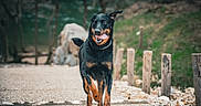 Freyja participe au concours pour gagner de l'argent avec cette photo : dog, black_dog, tan_dog, running, outdoor, path, gravel, wooden_posts, trees, nature, happy, playful, tongue_out, animal, canine, active, daylight, walking, pet, energetic