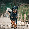 dog, black_dog, tan_dog, running, outdoor, path, gravel, wooden_posts, trees, nature, happy, playful, tongue_out, animal, canine, active, daylight, walking, pet, energetic