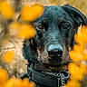 dog, black_dog, close_up, portrait, animal, collar, chain, yellow_flowers, nature, outdoor, fur, face, ears, looking, vibrant_colors, background_blur, pet, canine, snout, wildlife