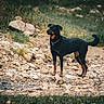 Freyja participe au concours pour gagner de l'argent avec cette photo : dog, black_dog, tan_markings, outdoor, rocky_path, nature, greenery, alert, standing, canine, collar, animal, grass, wildlife, daylight, pet, mammal, earth, fur, tail