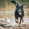 Freyja a rejoint le concours — aidez-le/la à gagner de superbes lots ! dog, water, splashing, nature, rocks, wet, happy, tongue_out, running, outdoor, animal, playful, ears_flapping, black_dog, tan_markings, shallow_water, riverbank, summer, energetic, canine